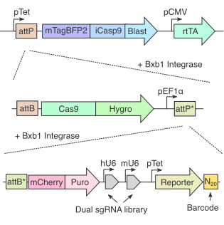 Decoding post-transcriptional regulatory networks by RNA-linked CRISPR screening in human cells graphical abstract