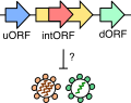 Innate Immune Response
